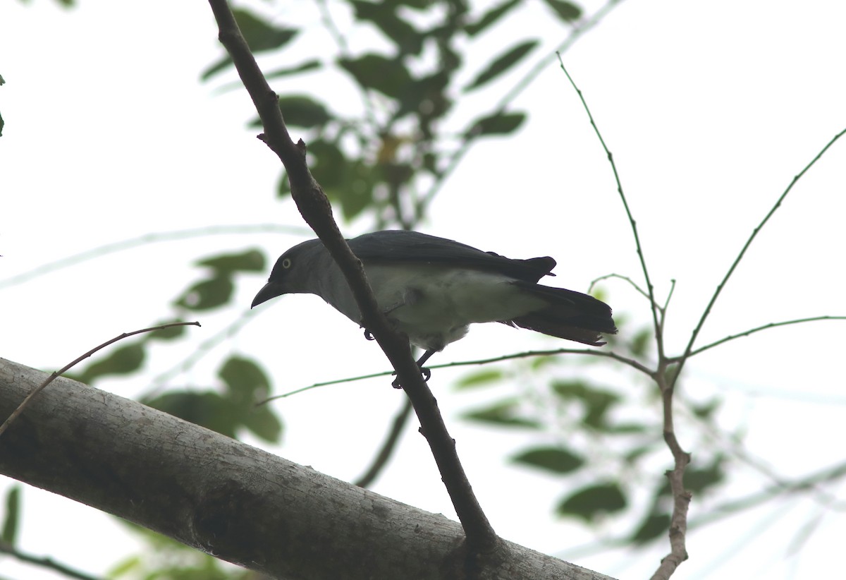 White-rumped Cuckooshrike - ML71360351