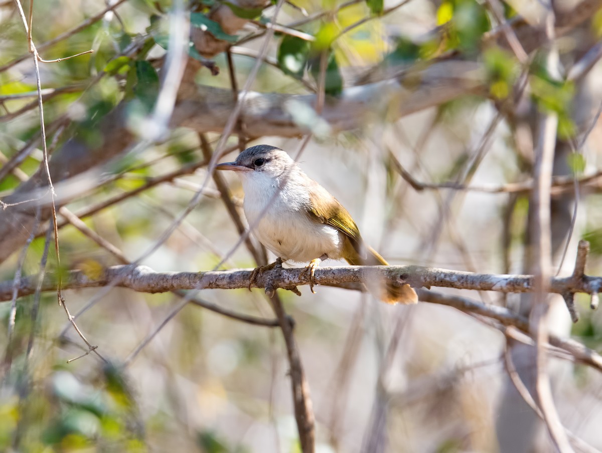 Kiritika-Madagaskarsänger - ML71362231