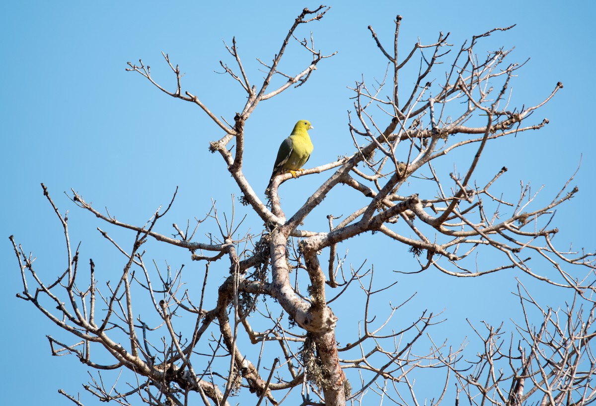 Мадагаскарский зелёный голубь - ML71362271
