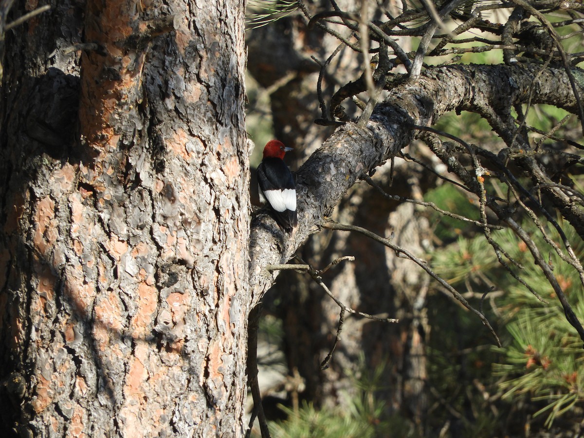 Red-headed Woodpecker - Peter Olsoy