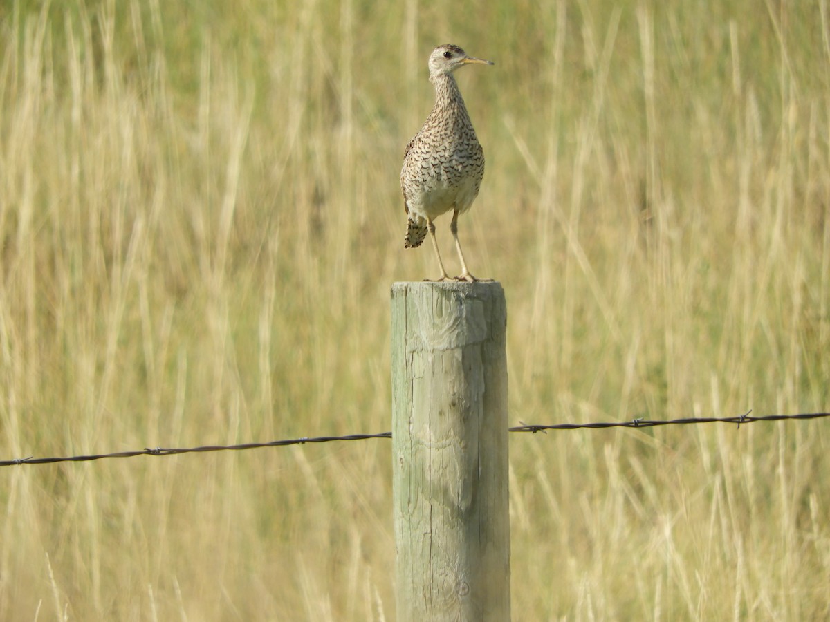 Upland Sandpiper - Peter Olsoy