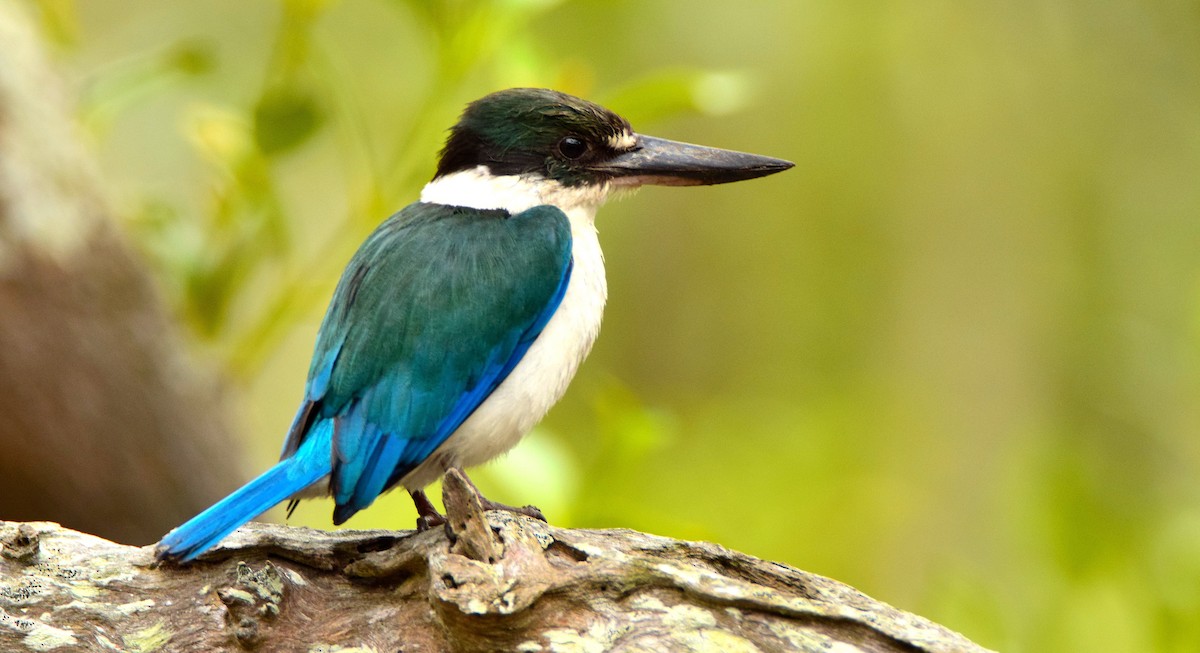 Torresian Kingfisher - Chris Wills
