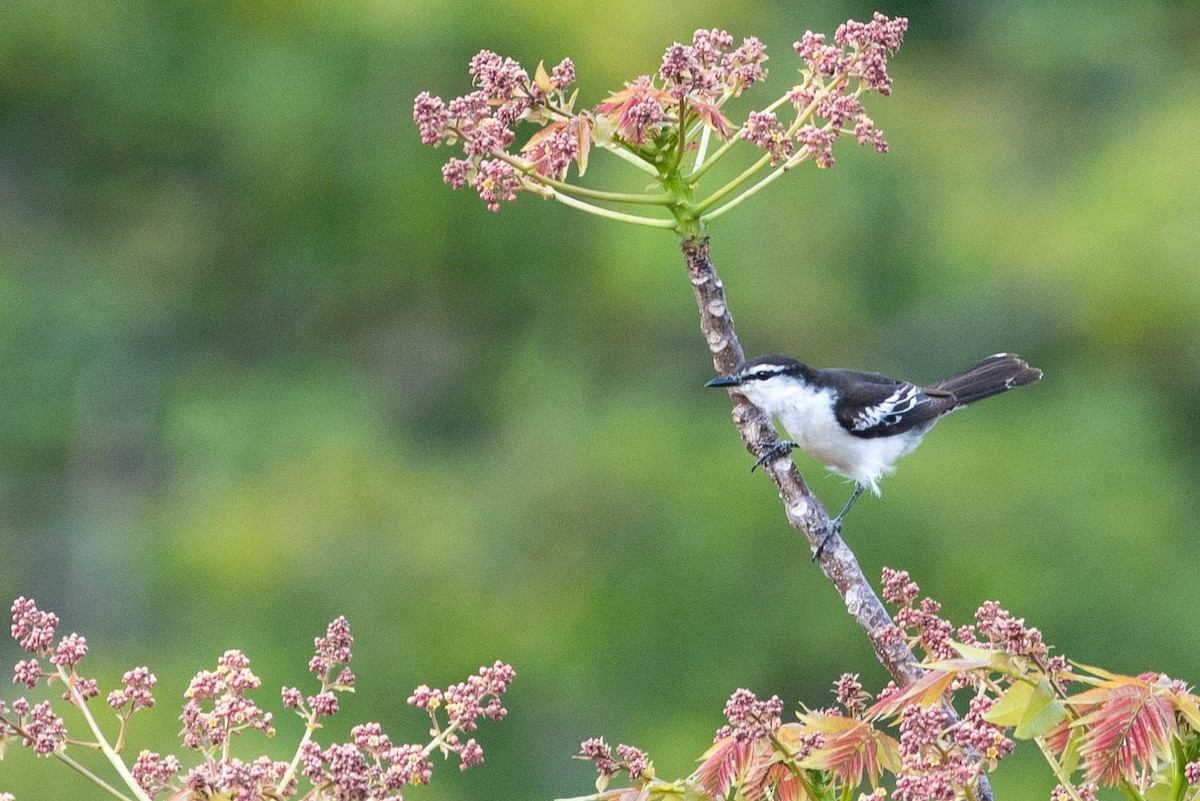 Long-tailed Triller - Peter Taylor