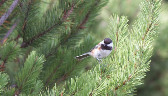 Chestnut-backed Chickadee - ML71366381