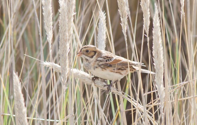 Lapland Longspur - ML71366621