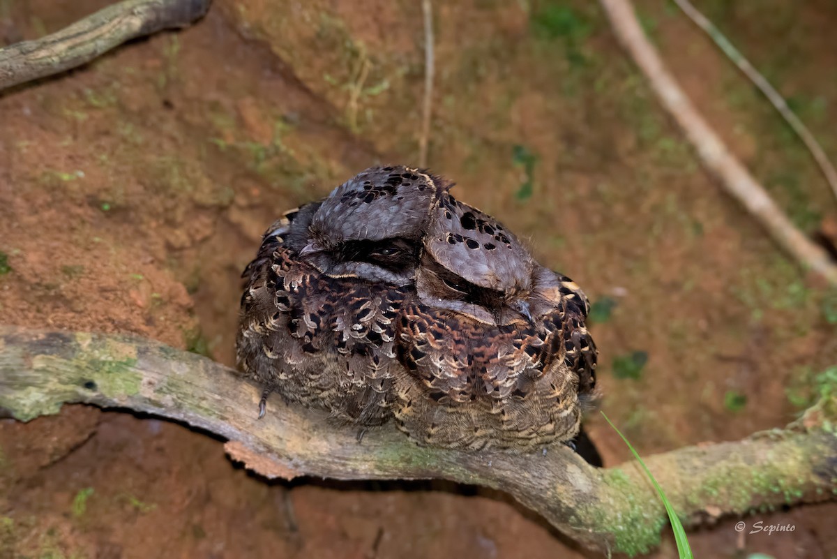 Collared Nightjar - Shailesh Pinto