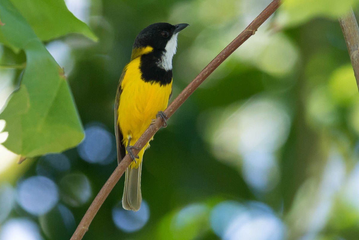 Vanuatu Whistler - Peter Taylor