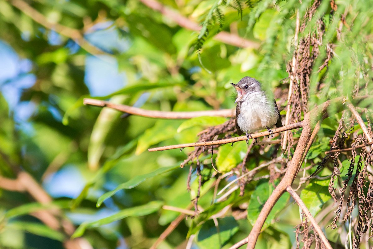 Gray Fantail - ML71367771