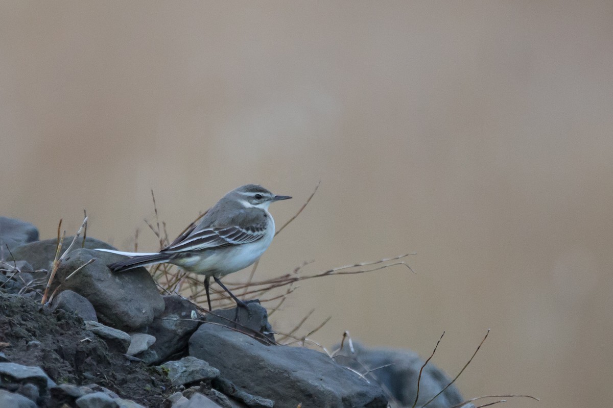 Western Yellow Wagtail - Gaukur Hjartarson