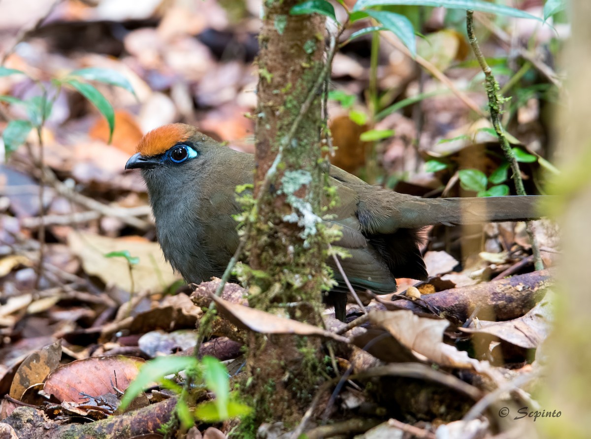 Red-fronted Coua - Shailesh Pinto