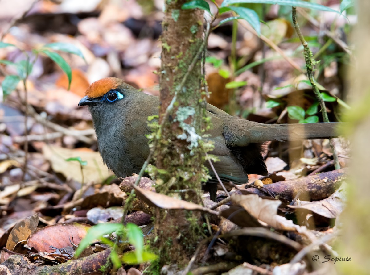 Red-fronted Coua - ML71368731