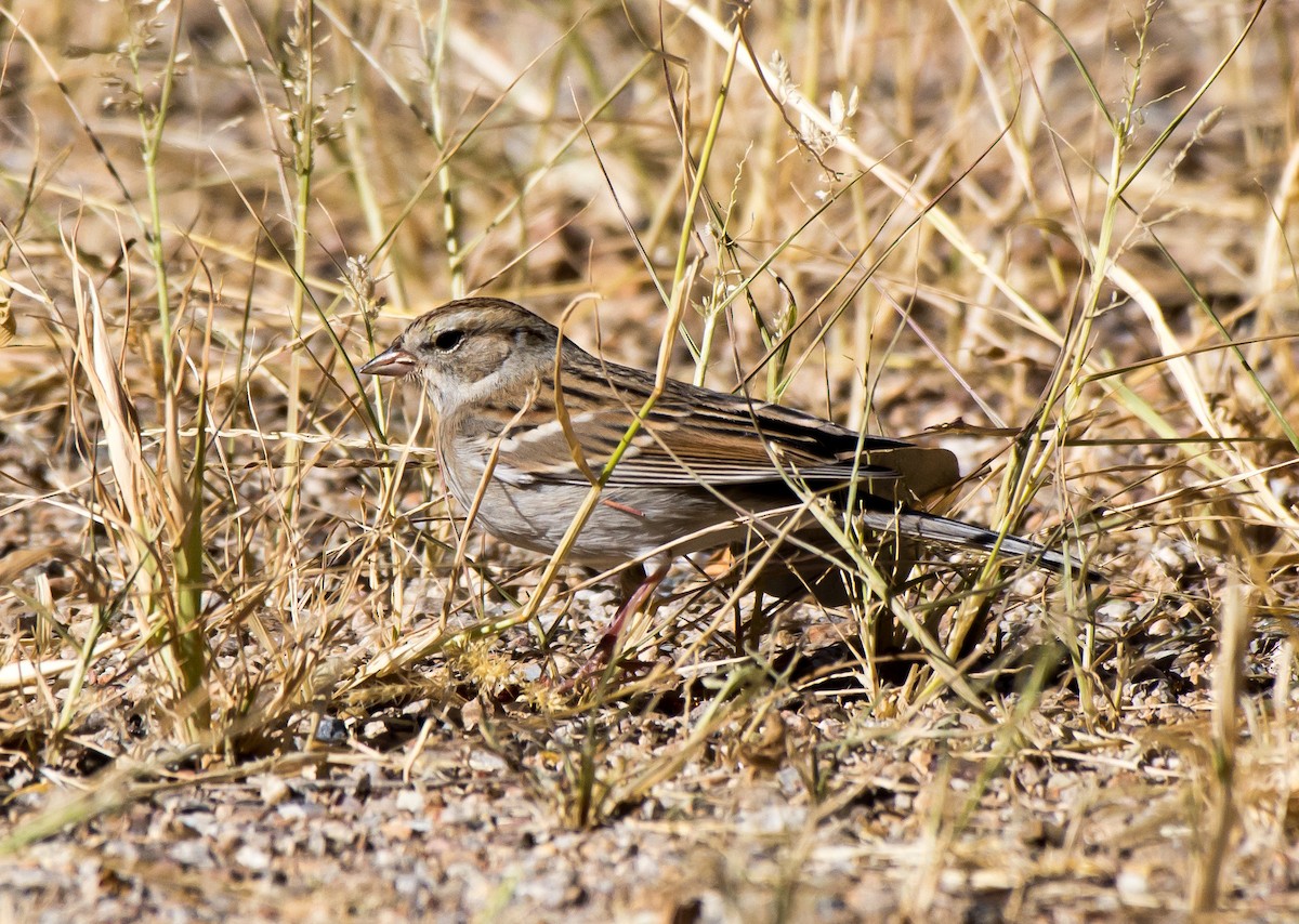 Chipping Sparrow - ML71369331