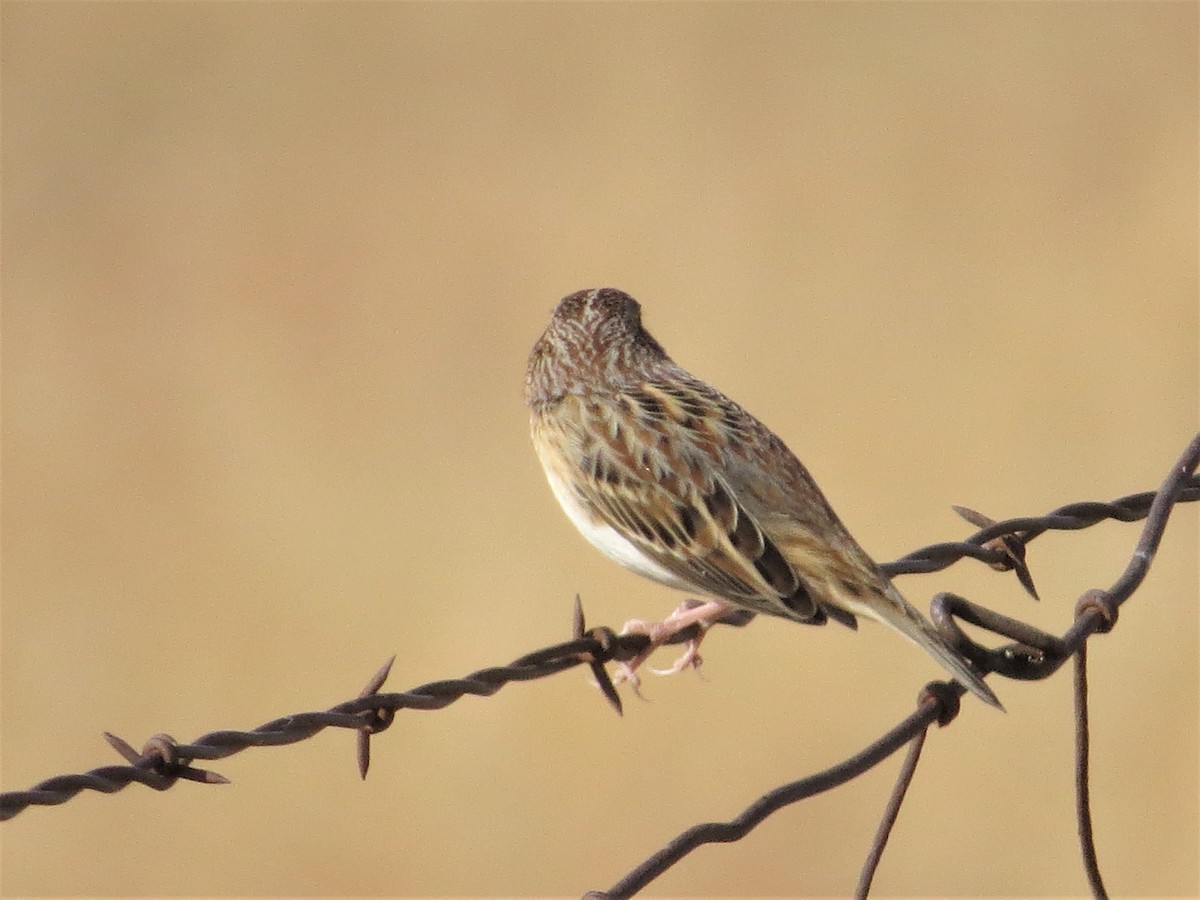 Grasshopper Sparrow - Rick Saxton