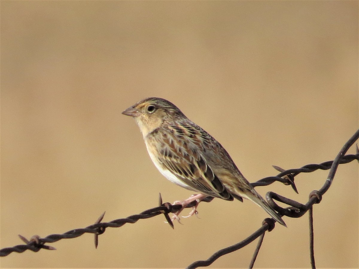 Grasshopper Sparrow - Rick Saxton