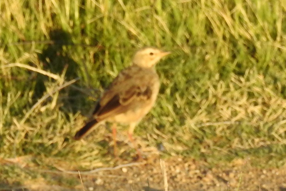 Pipit africain - ML71372061