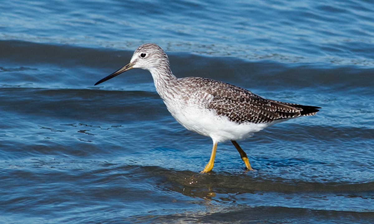 Greater Yellowlegs - ML71372281