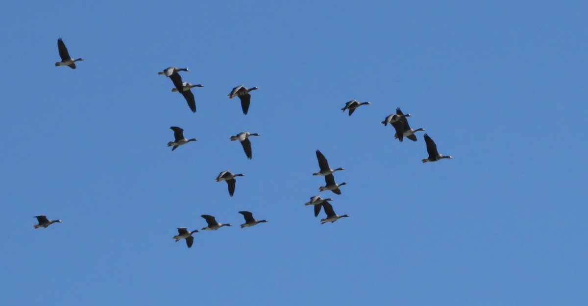 Greater White-fronted Goose - ML71372351