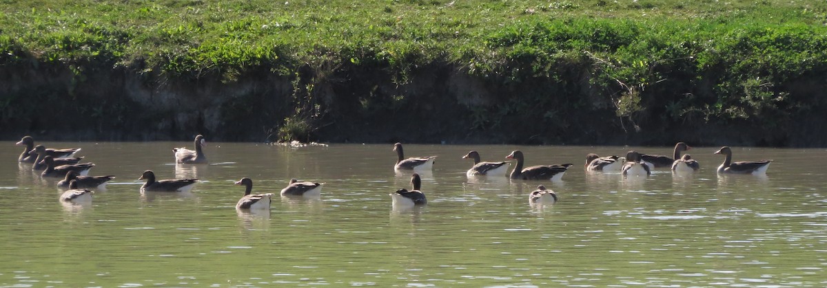 Greater White-fronted Goose - ML71372441