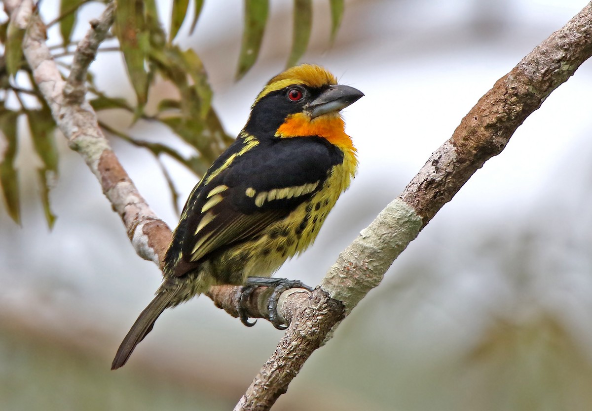 Gilded Barbet - Roger Ahlman