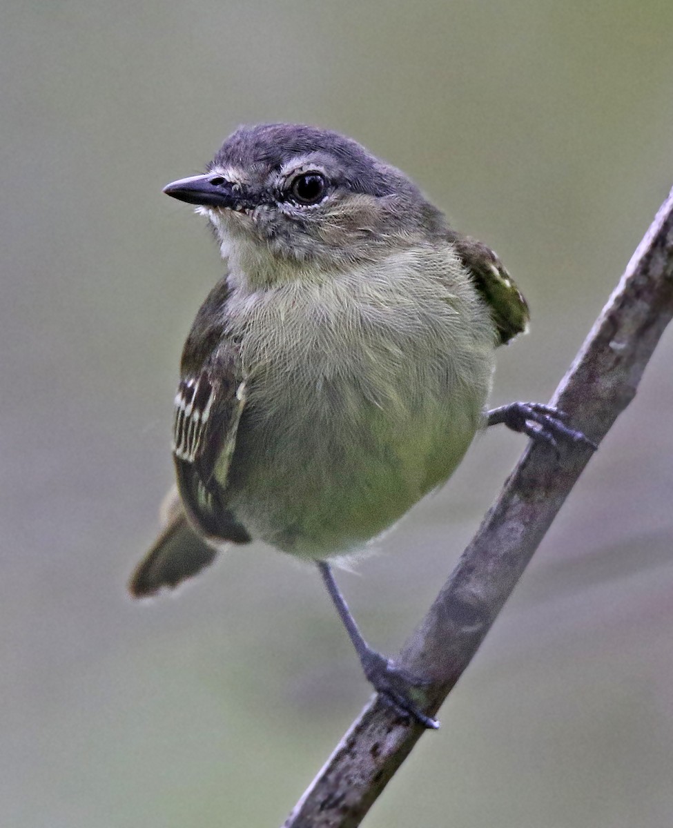 Slender-footed Tyrannulet - ML71372591