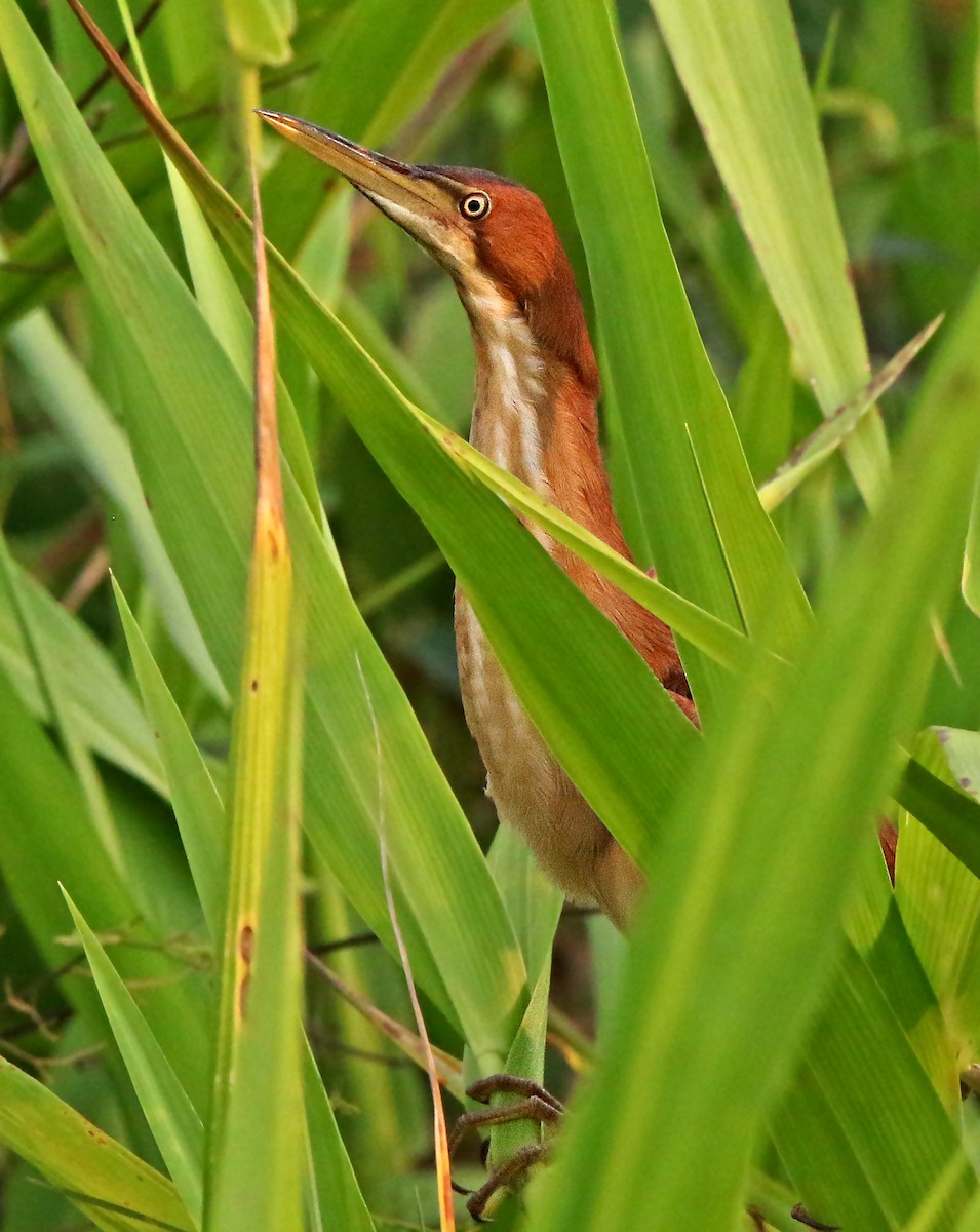 Least Bittern - ML71372871