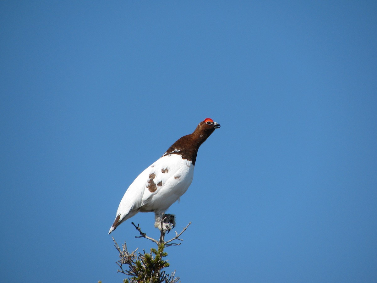 Willow Ptarmigan - Shawn Billerman