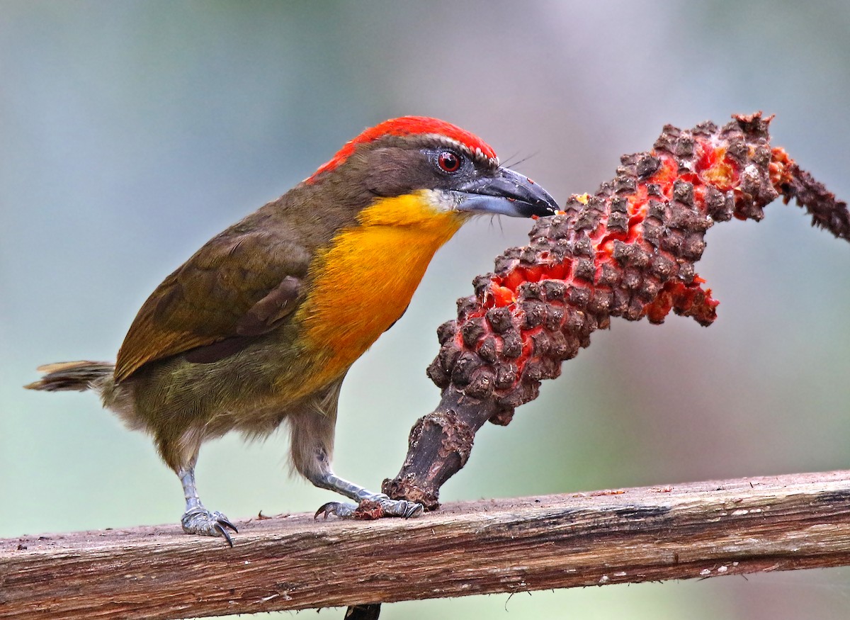 Scarlet-crowned Barbet - Roger Ahlman
