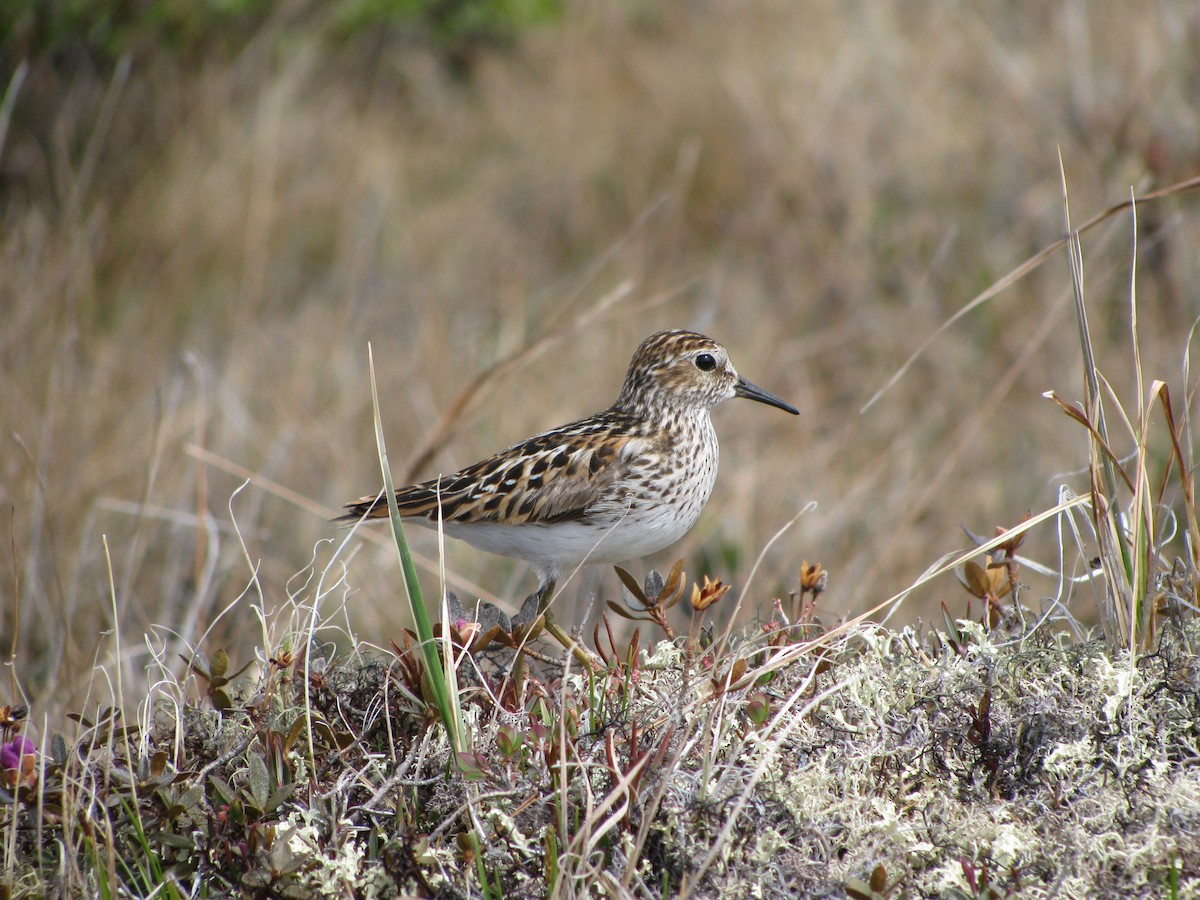 Least Sandpiper - ML71373701