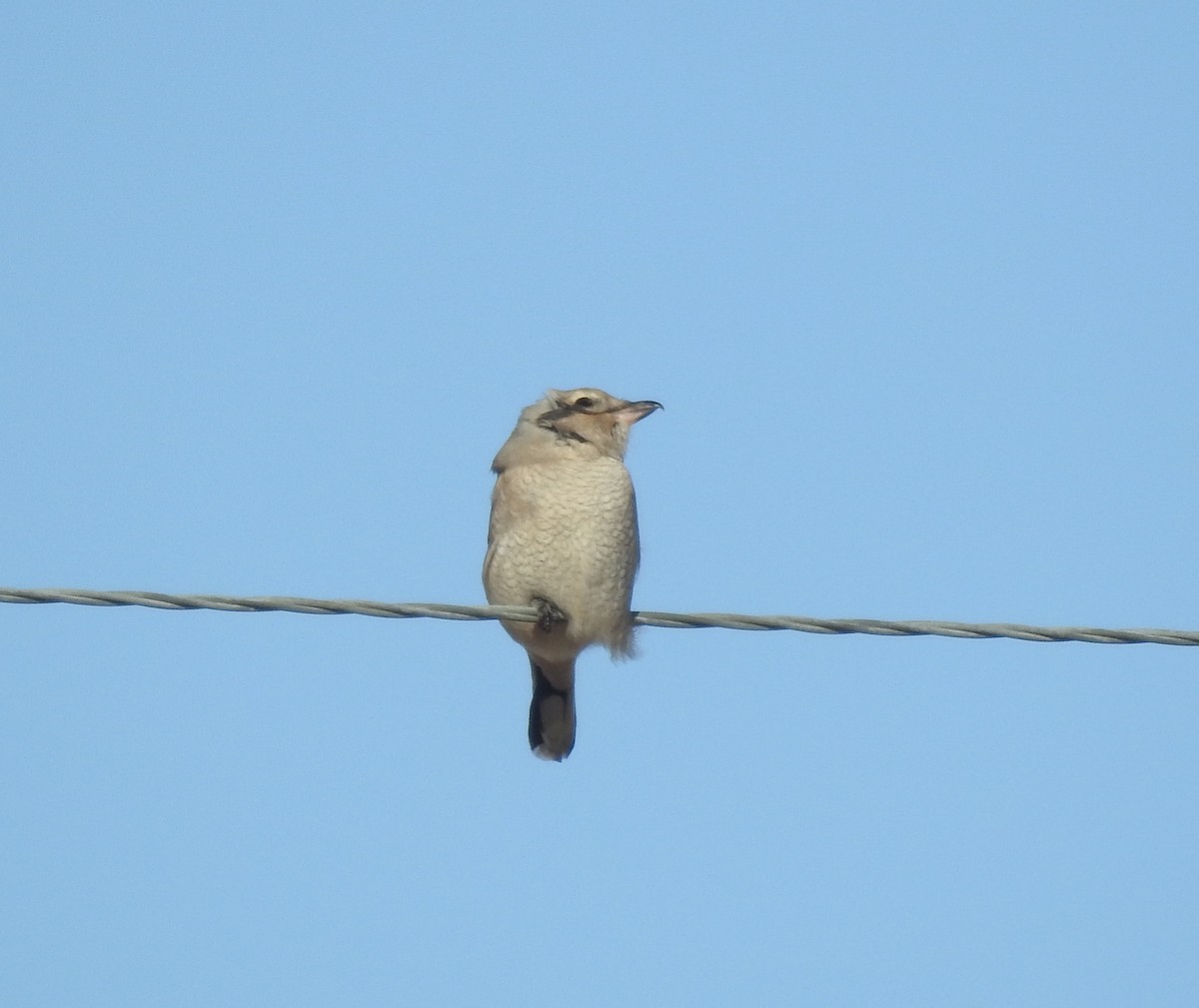 Northern Shrike - ML71373751