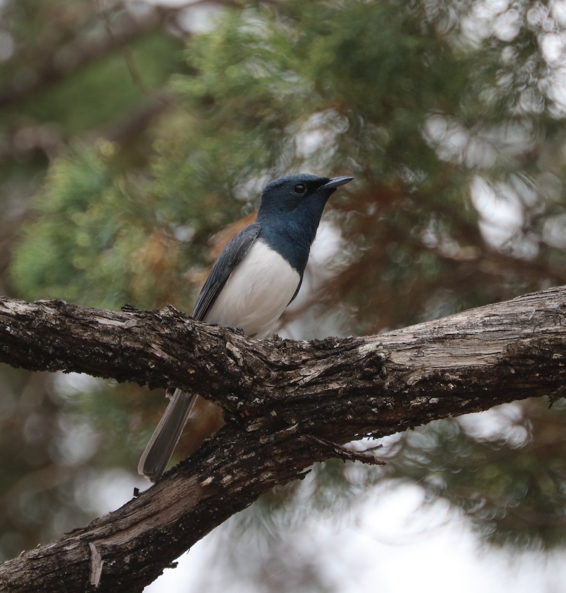 Leaden Flycatcher - ML71373881