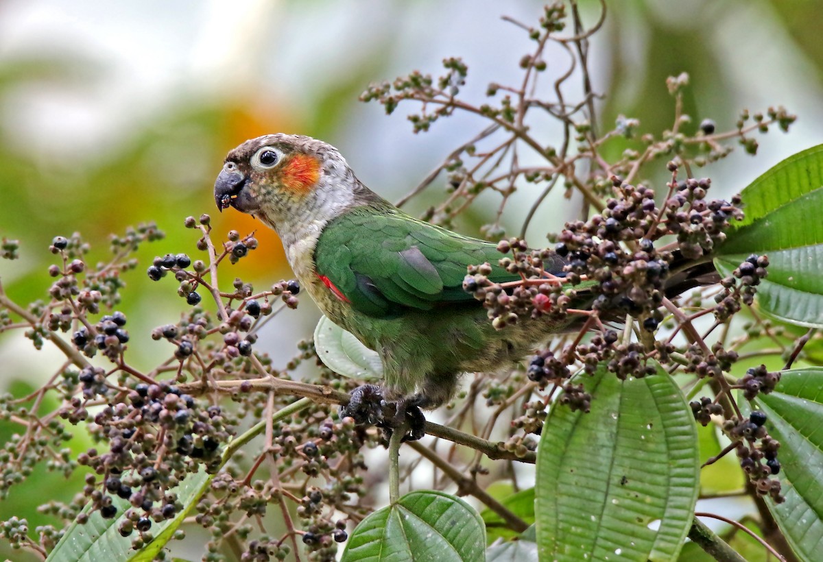 White-necked Parakeet - Roger Ahlman