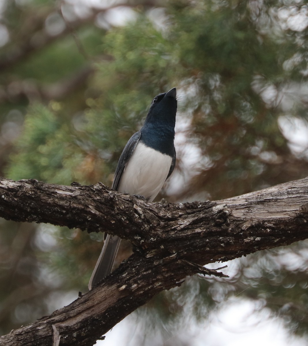 Leaden Flycatcher - ML71373901