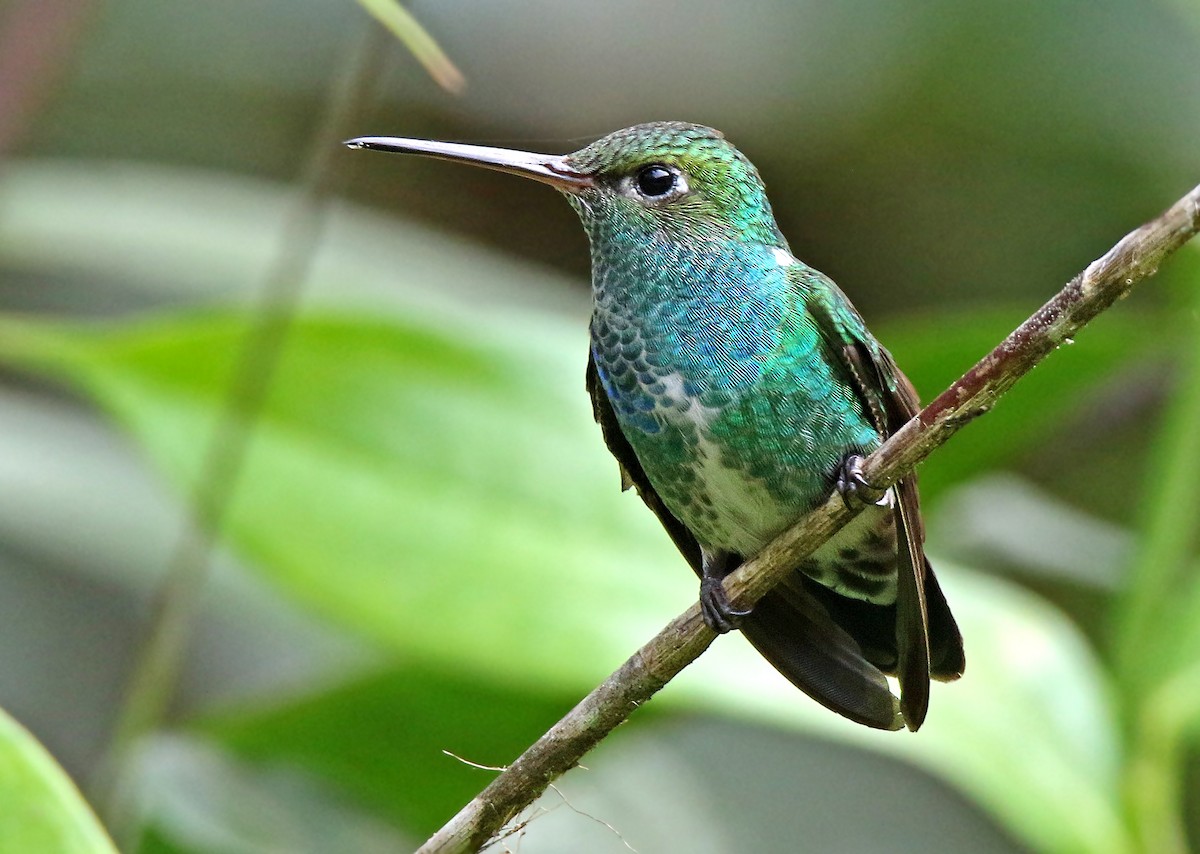 Glittering-throated Emerald - Roger Ahlman