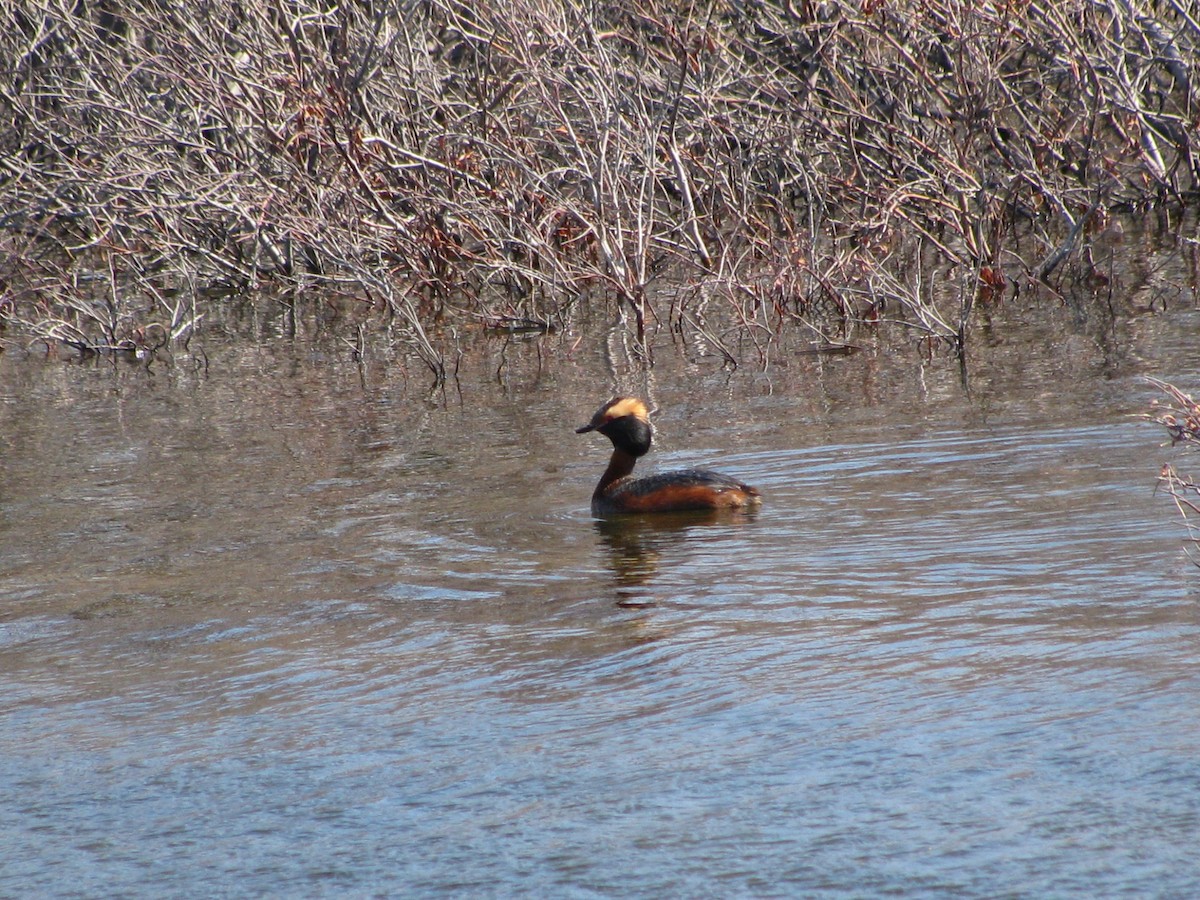 Horned Grebe - ML71375031