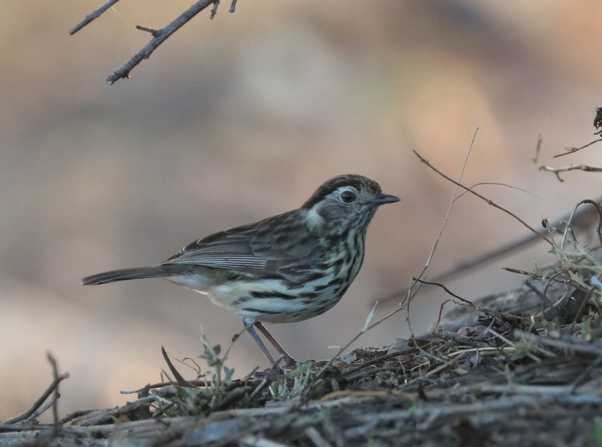 Speckled Warbler - ML71375491