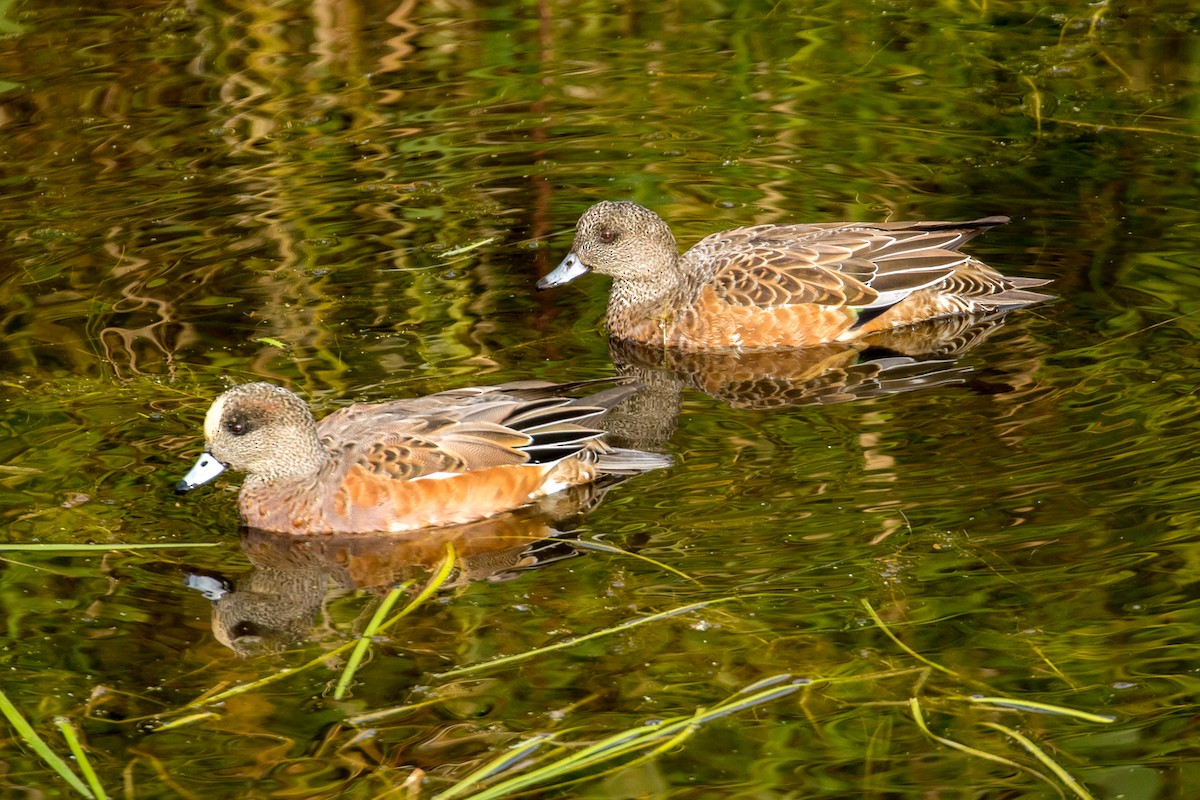 American Wigeon - John Reynolds