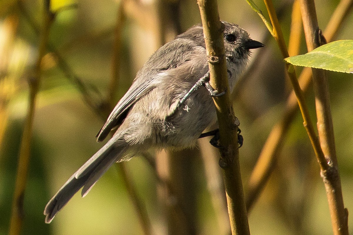 Bushtit - ML71375981