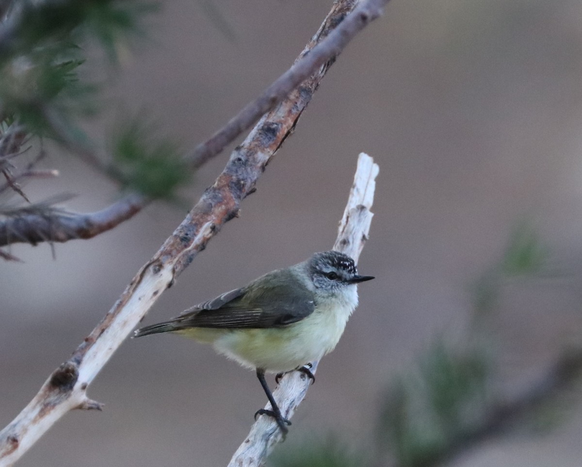 Yellow-rumped Thornbill - ML71376771