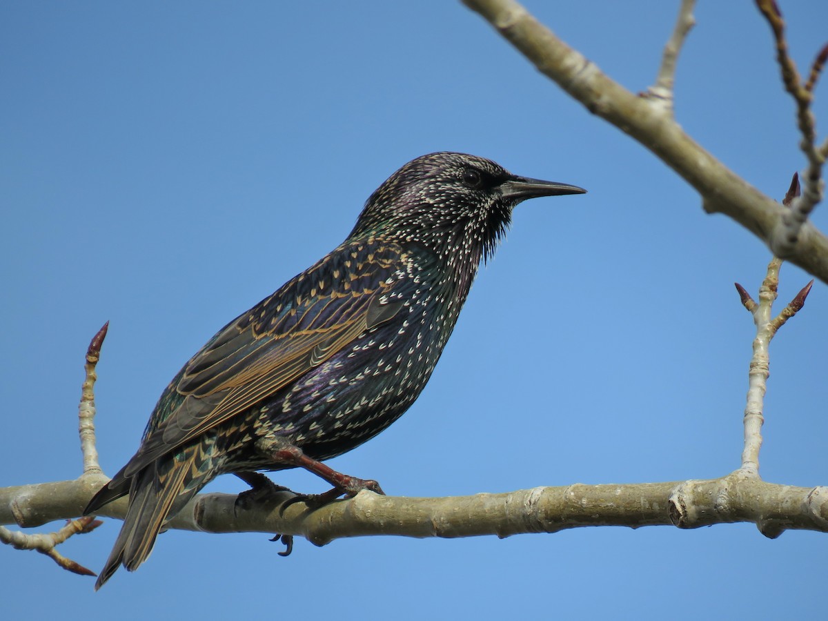 European Starling - David R. Scott