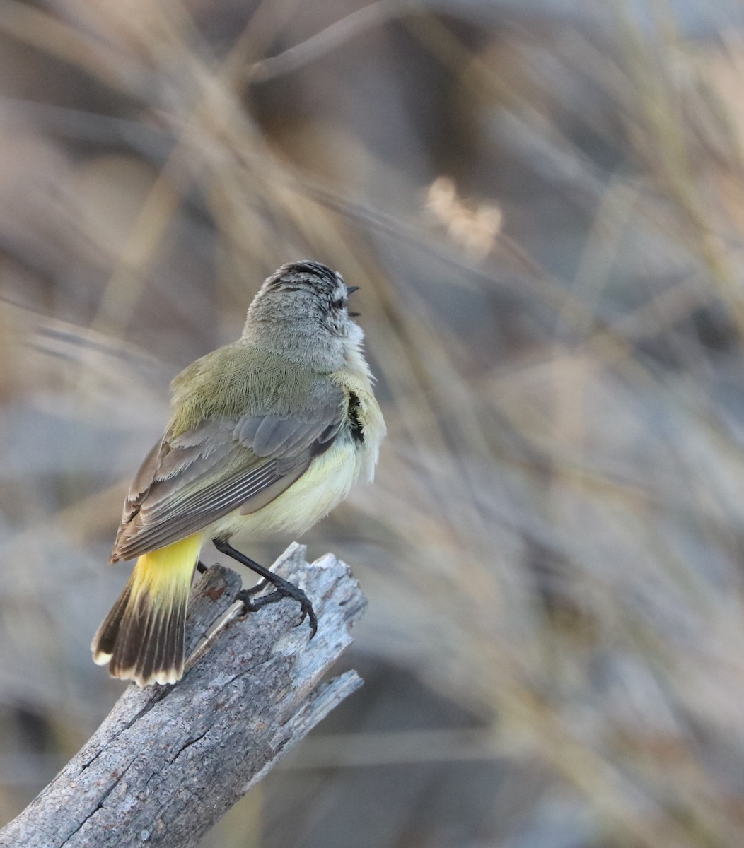 Yellow-rumped Thornbill - Cheryl McIntyre