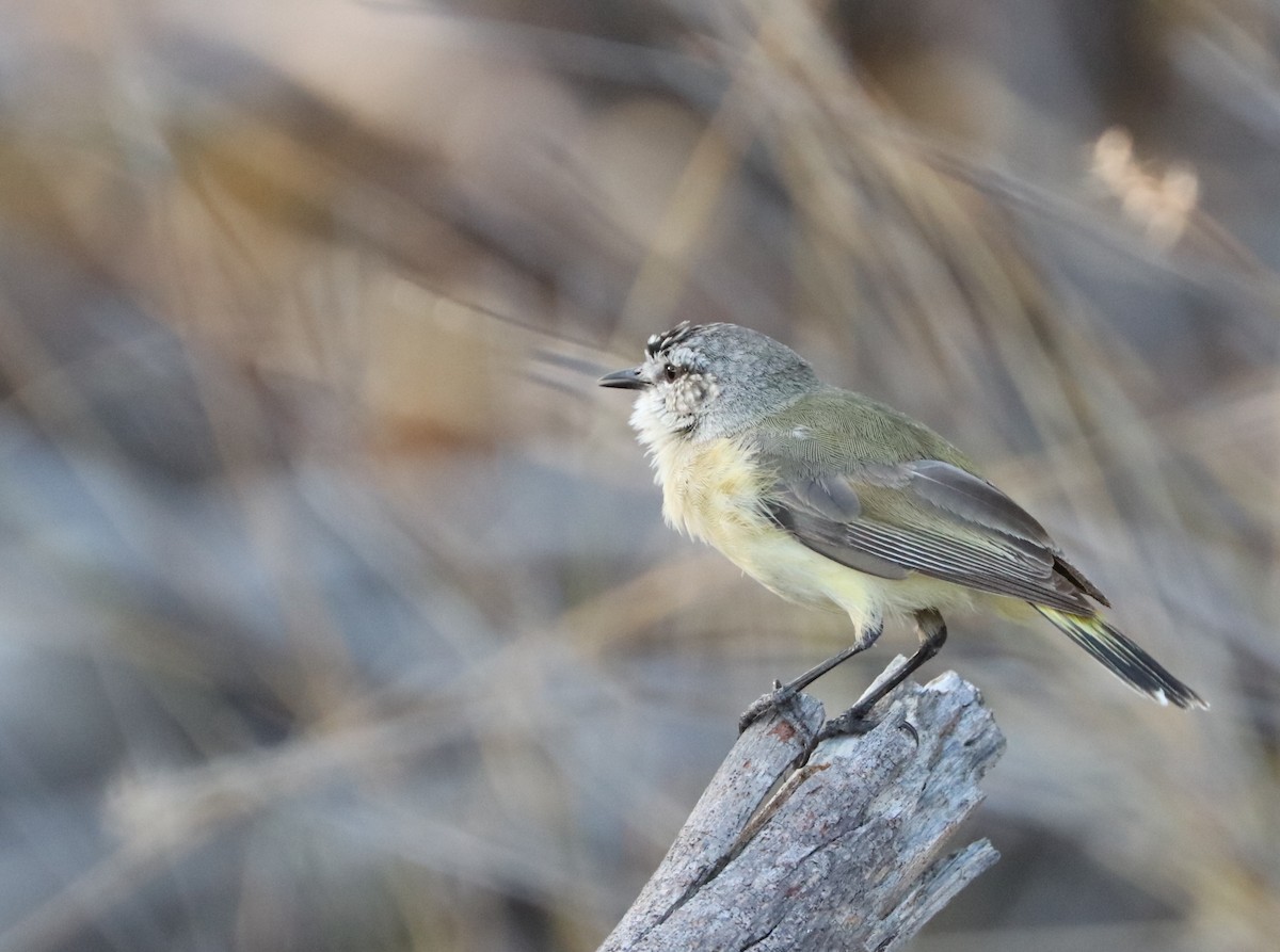 Yellow-rumped Thornbill - ML71379011