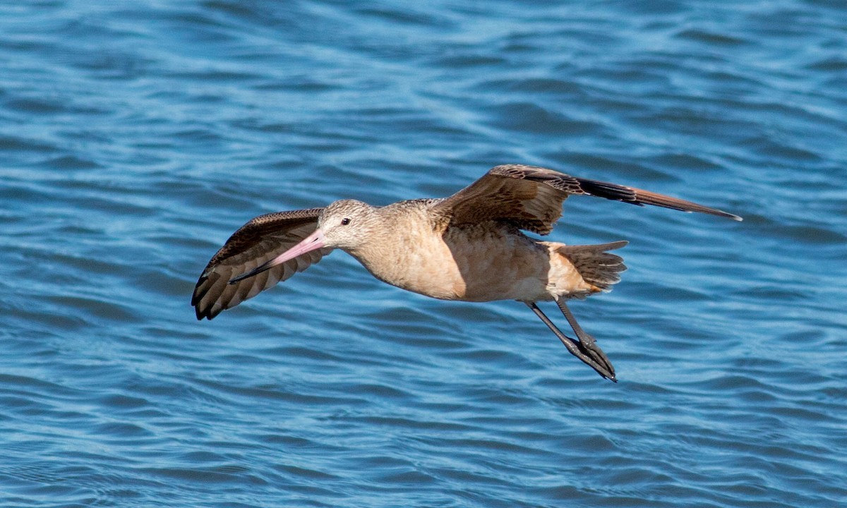 Marbled Godwit - ML71379841