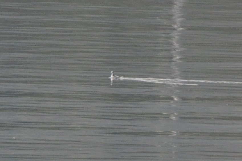 Red Phalarope - ML71380121