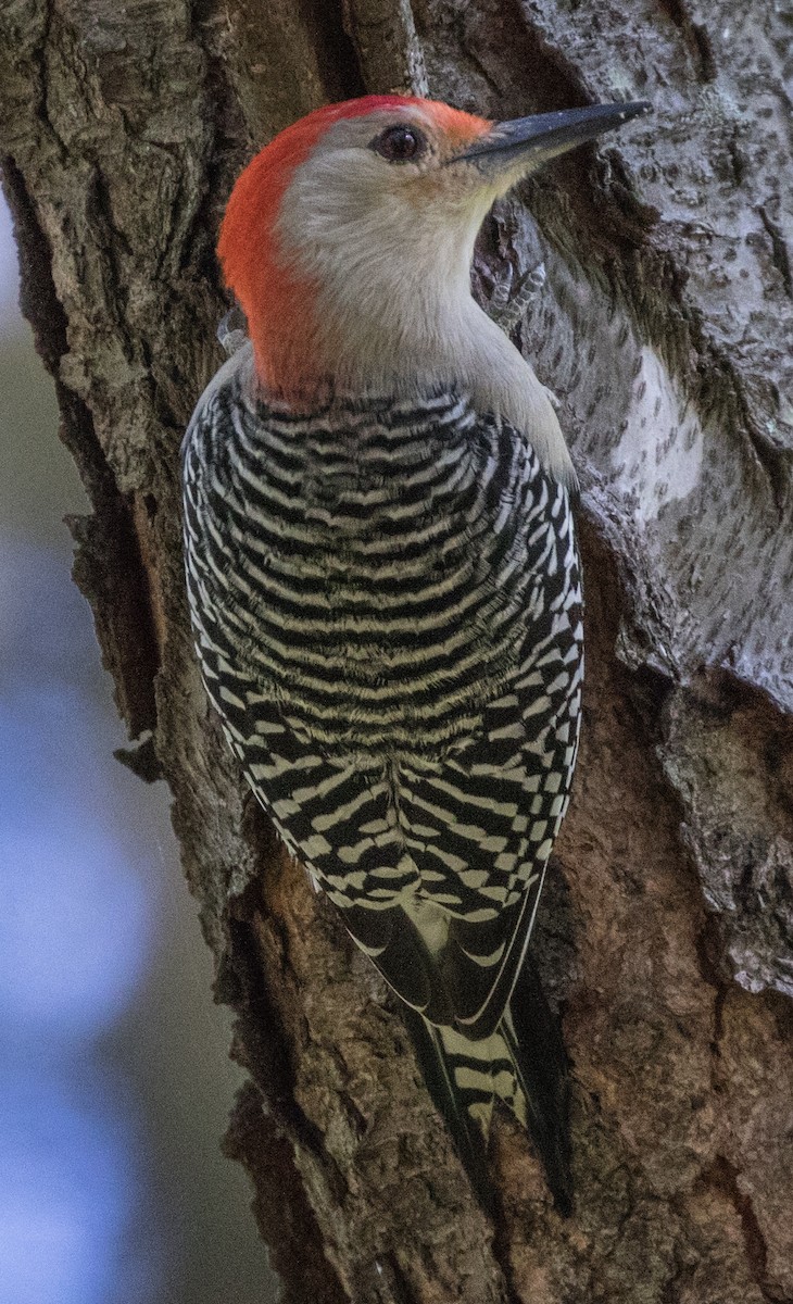 Red-bellied Woodpecker - Michael Kieron