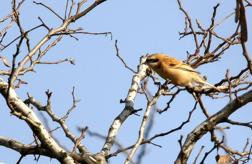 Chinese Penduline-Tit - Blake Matheson