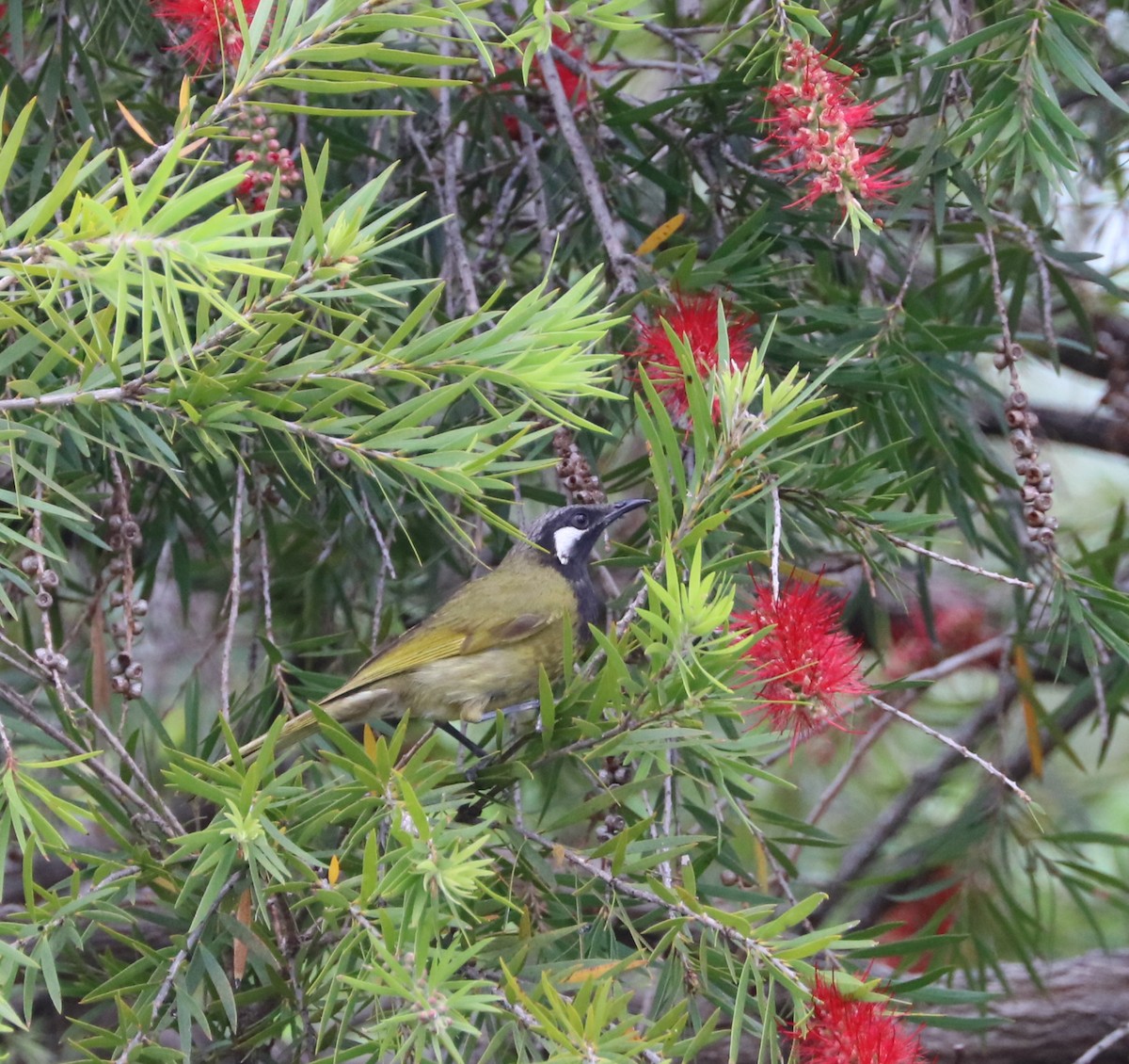 White-eared Honeyeater - ML71381701