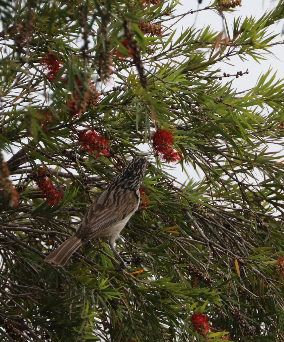 Striped Honeyeater - ML71381731