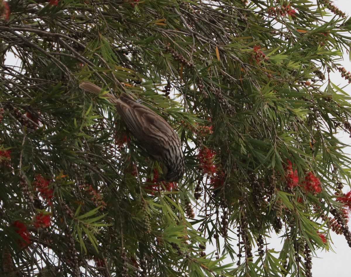 Striped Honeyeater - ML71381771