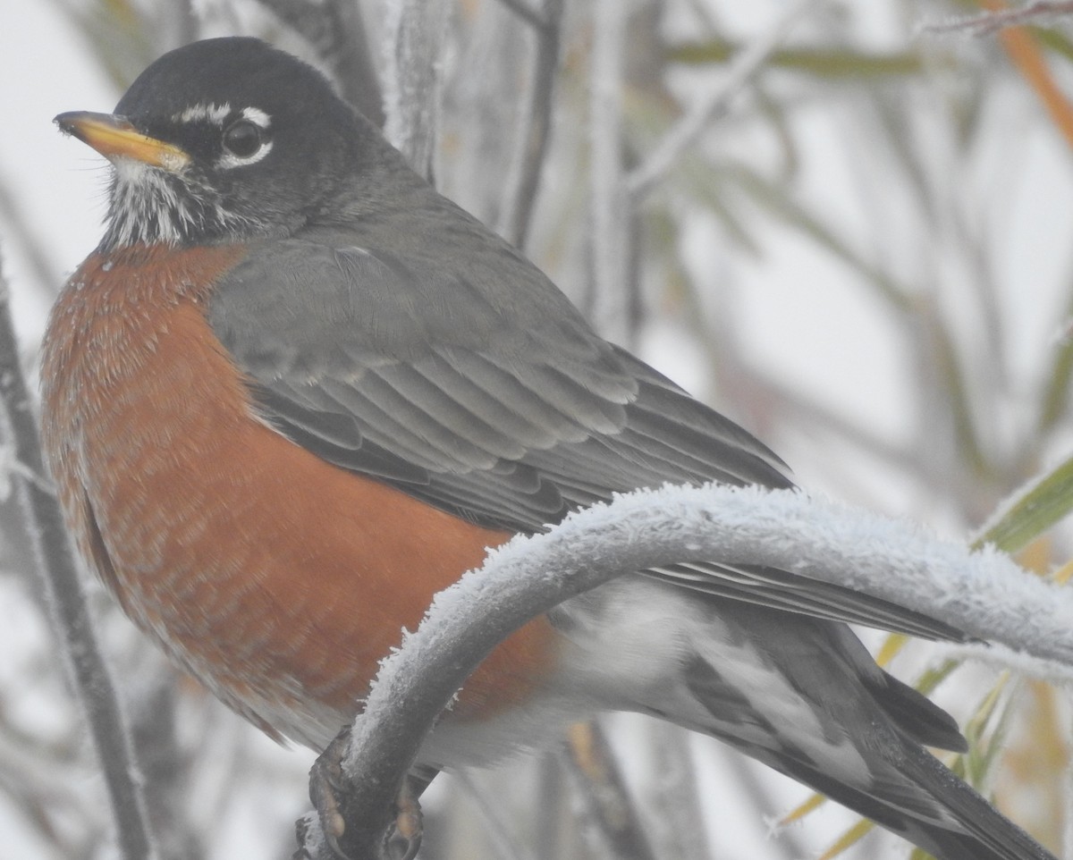 American Robin - Shane Sater