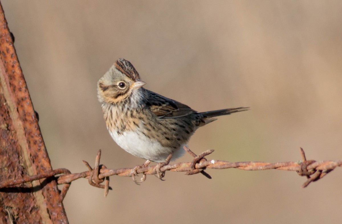 Lincoln's Sparrow - ML71382471